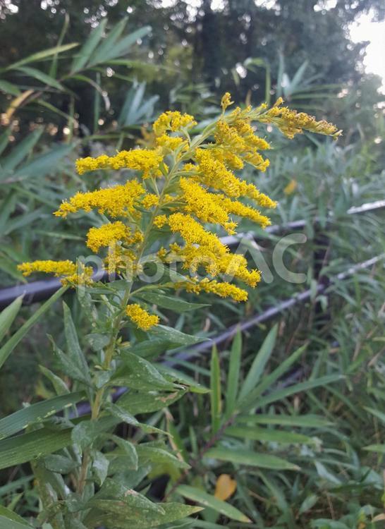 セイタカアワダチソウ セイタカアワダチソウ,雑草,黄花の写真素材