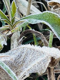 霜が降りた 1 霜,冬の朝,白い朝の写真素材