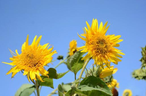夏のひまわり　2 夏,花,ひまわりの写真素材