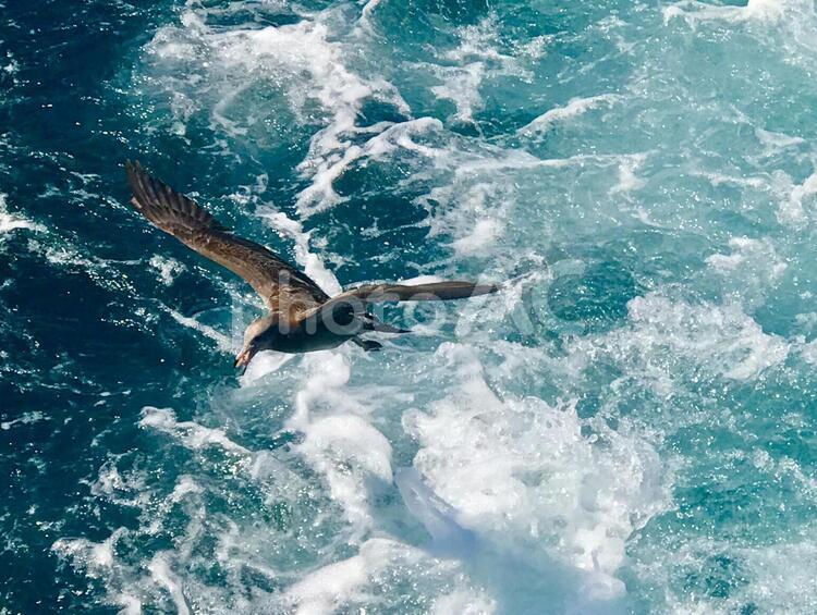 熱海の海と海鳥 熱海,海,波の写真素材