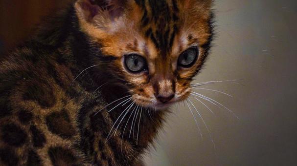 ベンガルの子猫 ベンガルの子猫の写真