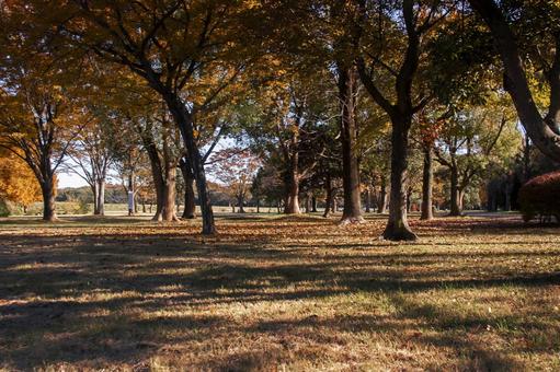 木漏れ日と紅葉1 木漏れ日と紅葉1 水元公園,葛飾区,公園の写真素材