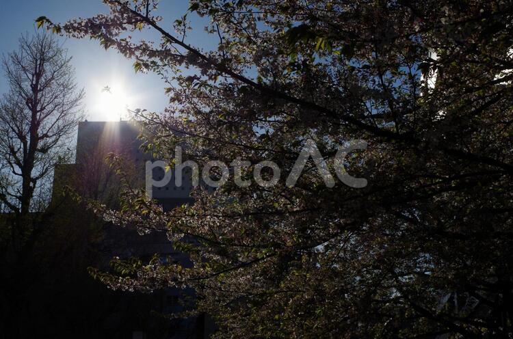 木漏れ日 木,樹木,建物の写真素材