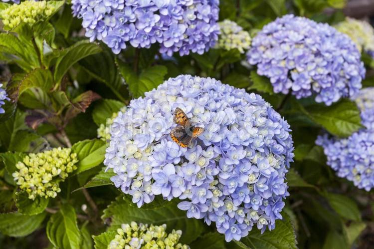 初立池のアジサイ17 アジサイ,花,フラワーの写真素材