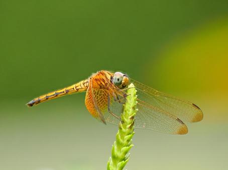 メスのベニトンボ メスのベニトンボ ベニトンボ,メス,飛翔の写真素材