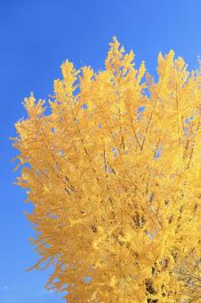 紅葉 46 紅葉 46 紅葉,イチョウ,銀杏の写真素材