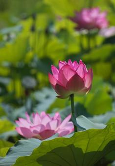 Photo, lotus, plant, flower, 