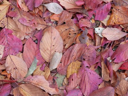 落ち葉 落ち葉 秋,紅葉,落ち葉の写真素材