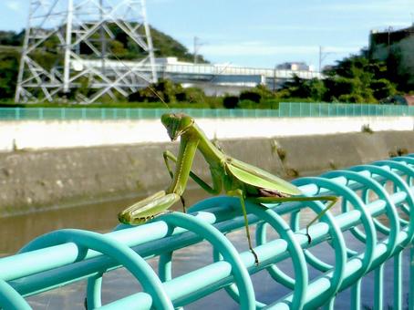 河川のフェンスに登ったカマキリ 河川のフェンスに登ったカマキリの写真