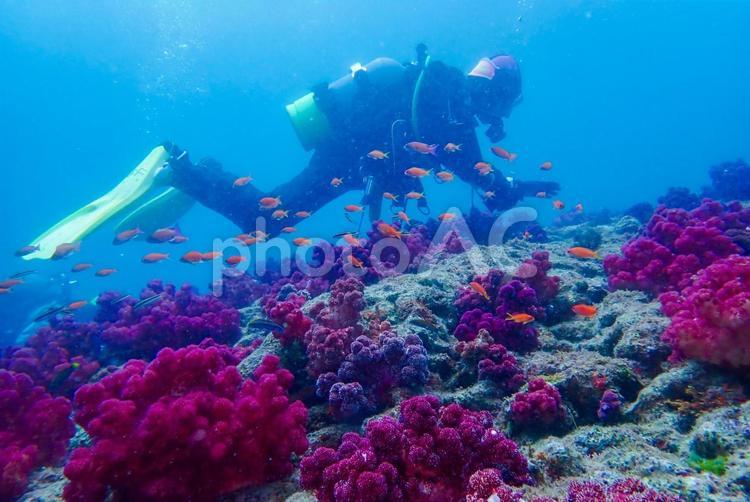 雲見・海中　珊瑚礁とダイバー スキューバダイビング,海,ダイバーの写真素材