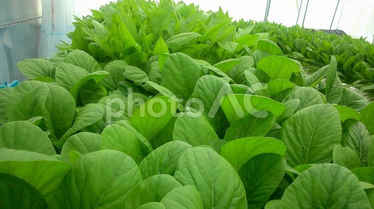 小松菜とほうれん草 ほうれん草,水耕栽培,植物工場の写真素材