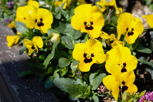 パンジーの花 パンジーの花の写真