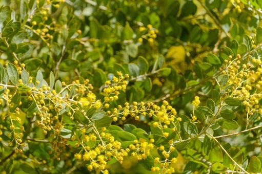春の陽射しを浴びるミモザの花 ミモザ,花,黄色の写真素材