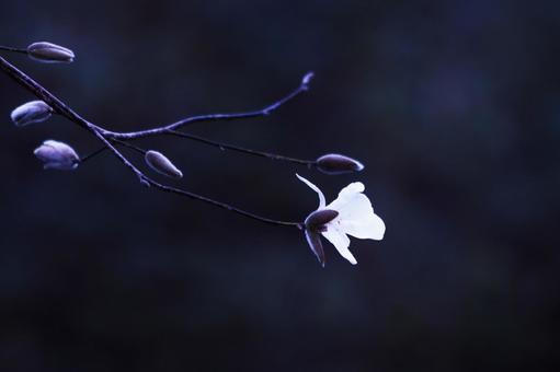 春の訪れを告げるハクモクレンの花 花,ハクモクレン,植物の写真素材