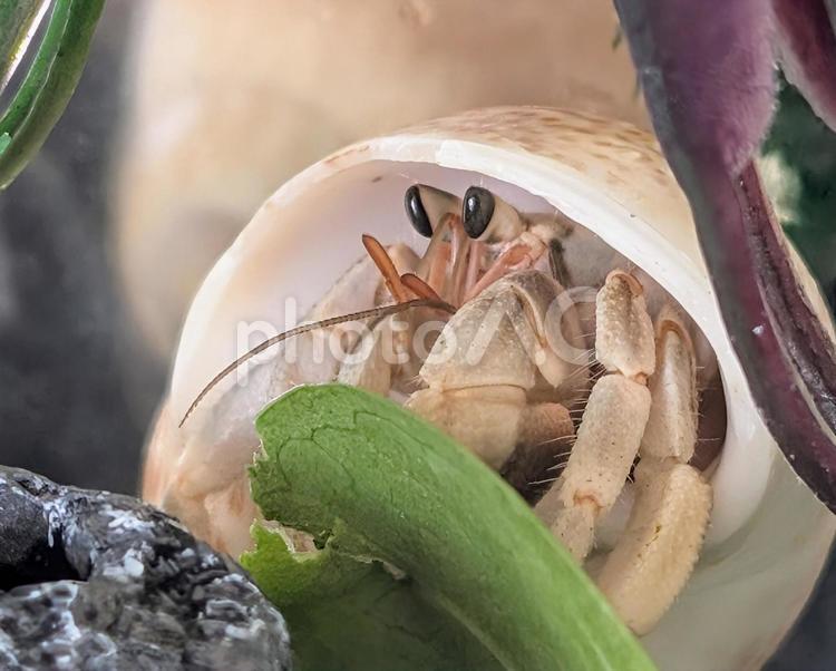 食事中のヤドカリ ヤドカリ,生き物,飼育の写真素材