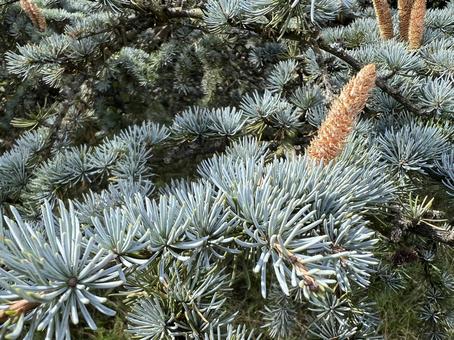 アトラスシーダーの木 シーダー,アトラス,木の写真素材