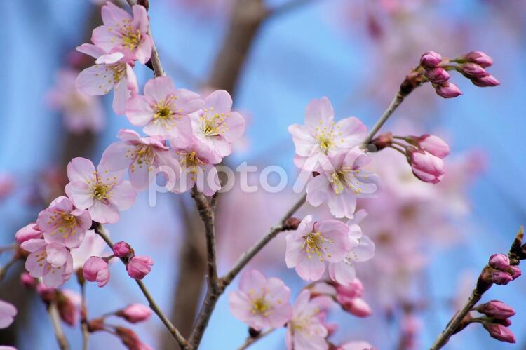早咲き桜-297 桜,早咲き桜,一重の写真素材