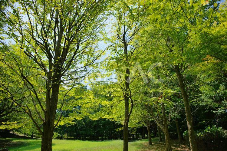 森林の景色 森林,初夏,木の写真素材