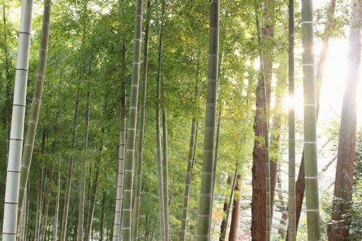 竹林と木漏れ日 竹林と木漏れ日の写真
