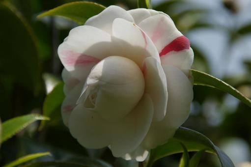 ツバキ ツバキ ツバキ,椿,花の写真素材