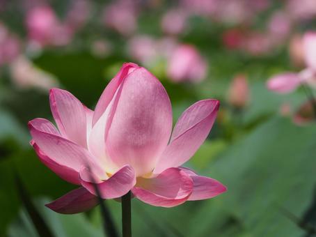 Lotus flowers beginning to bloom ④, JPG