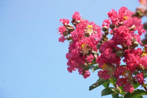 サルスベリの写真