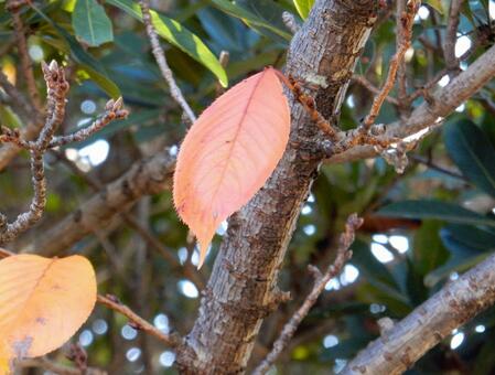 【風景写真】晩秋の風景 紅葉,葉っぱ,晩秋の写真素材