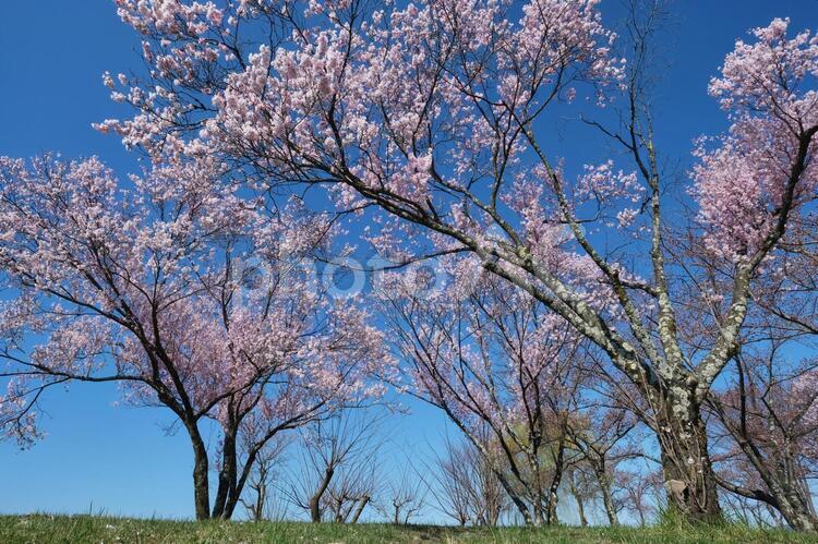 諏訪湖畔の桜 桜,サクラ,青空の写真素材