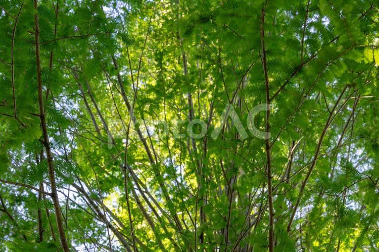 メアセコイアの木々に差し込む太陽 メタセコイア,アケボノスギ,並木道の写真素材