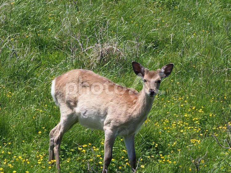 カメラ目線のシカ エゾシカ,シカ,鹿の写真素材