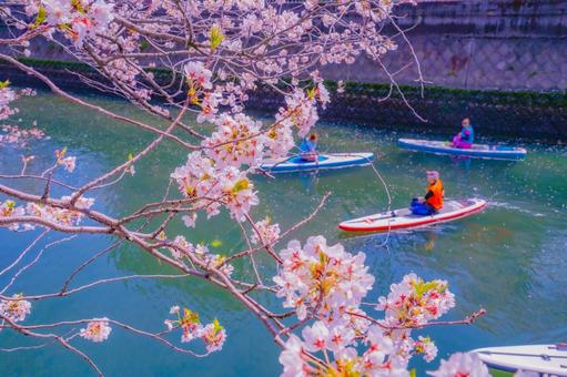 桜とパドルボード 桜とパドルボード 桜,川,パドルボードの写真素材