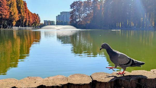 鳩の散歩 ドバト,カワラバト,ハトの写真素材