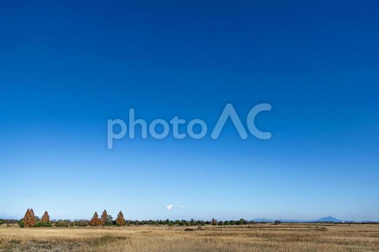 冬の渡良瀬遊水池 冬景色,風景,自然の写真素材