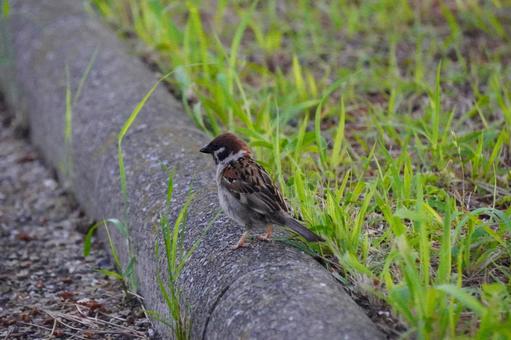すずめ すずめ スズメ,小鳥,動物の写真素材
