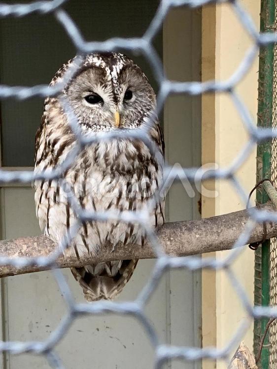 フェンス越しのフクロウ フクロウ,鳥,かわいいの写真素材