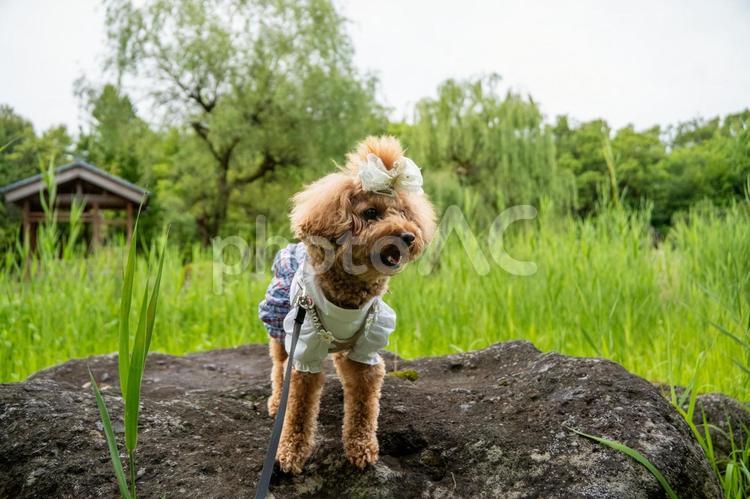 夏の公園で遊ぶトイプードル トイプードル,トイプー,夏の写真素材