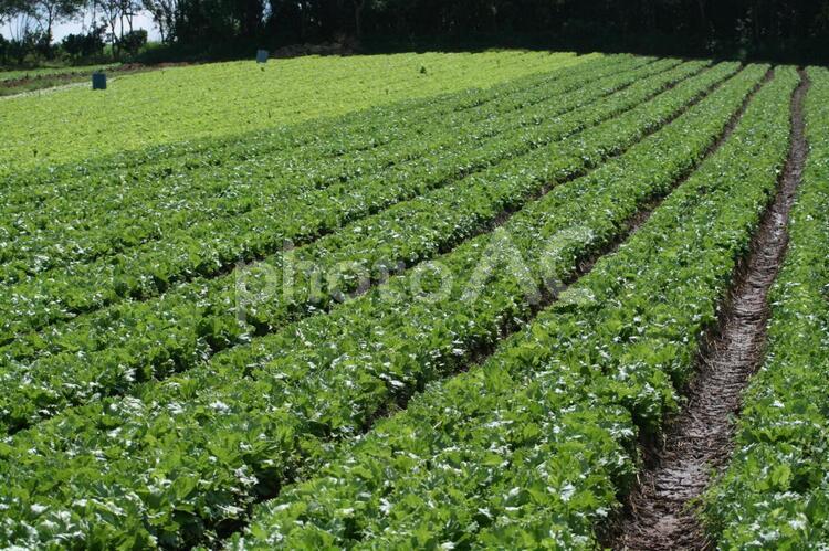 サンパウロ近郊で栽培されているレタス レタス,葉野菜,野菜の写真素材