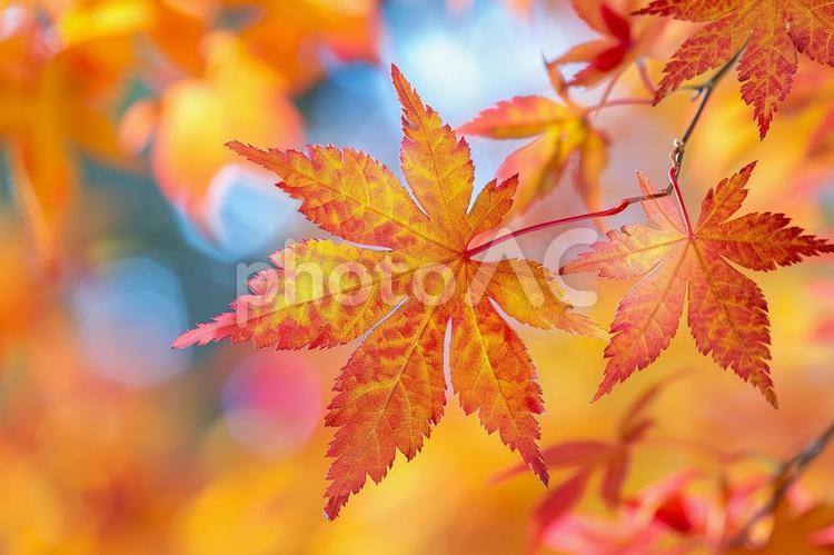 秋を彩るモミジの葉と美しいボケ背景 紅葉,モミジ,葉の写真素材