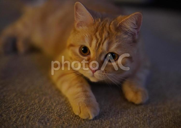 天使のような猫 猫,オレンジタビー,ペットの写真素材