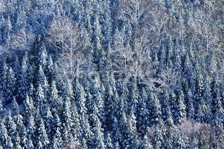 雪を纏った針葉樹の森 雪,森,針葉樹の写真素材