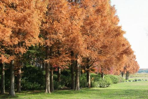 メタセコイア・曙杉 紅葉 メタセコイア・曙杉 紅葉 メタセコイア,自然風景,円錐形の写真素材