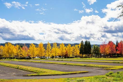 公園の紅葉⑴ 秋,紅葉,木々の写真素材