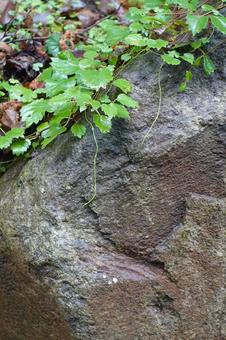 岩と葉の背景素材 岩と葉の背景素材 岩,岩石,蔦の写真素材