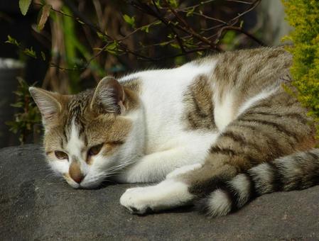 猫 猫 猫,生き物,動物の写真素材