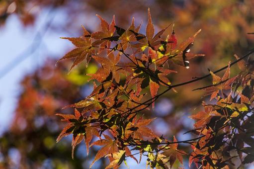 滝頭公園の紅葉4（田原市） イロハモミジ,紅葉,滝頭公園の写真素材