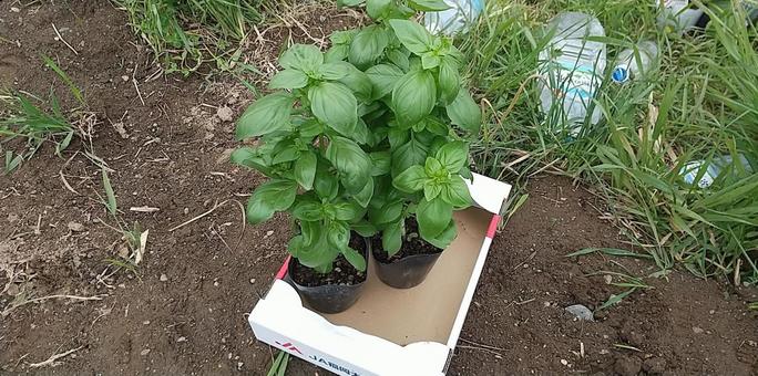 バジルの苗 バジルの苗 畑,家庭菜園,苗の写真素材