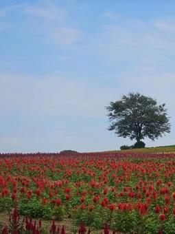 花の絨毯 花の絨毯 自然,秋,花の写真素材
