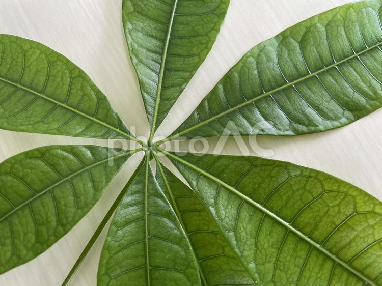 大きなパキラ（観葉植物）の葉５０ パキラ,パキラの葉,葉の写真素材