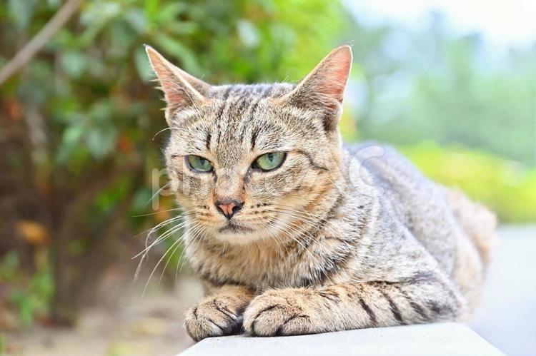 野良猫　いろいろな表情 猫,野良猫,表情の写真素材