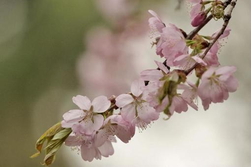 桜の花の写真